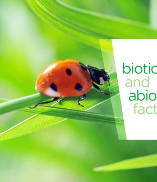 e-learning-application e-learning-application