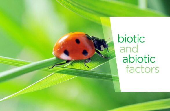 e-learning-application