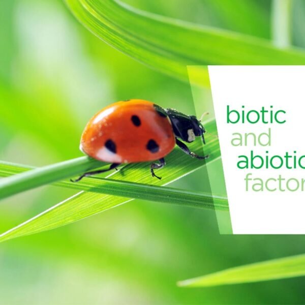 e-learning-application